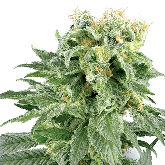 Blueberry Waltz Feminized