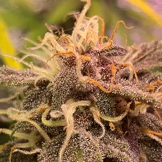 G13 Widow Auto