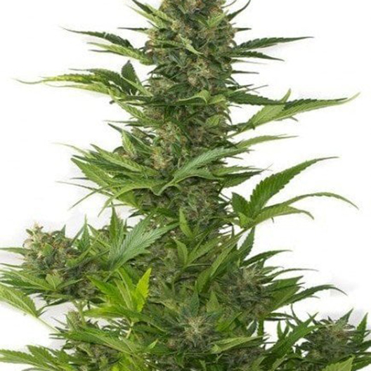 Blackberry Pie Feminized