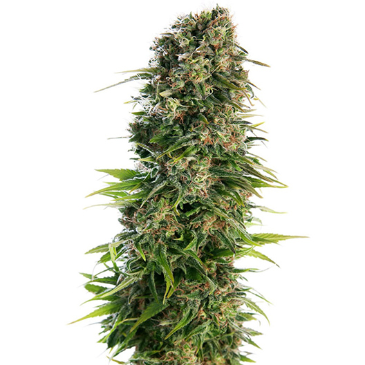 Killer Grape Auto
