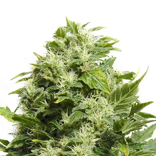 Godzilla Glue Auto