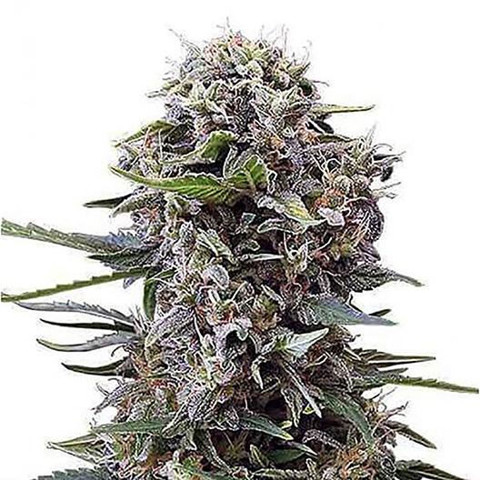 Brooklyn Mango Feminized