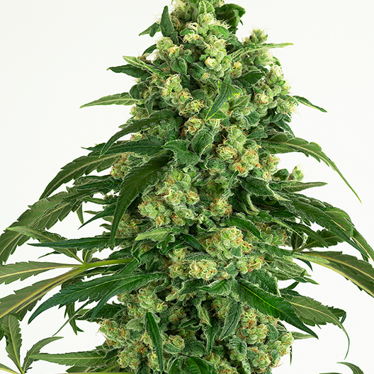 Euphoria Cookies Auto