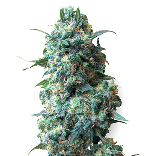 G13 Diesel Feminized