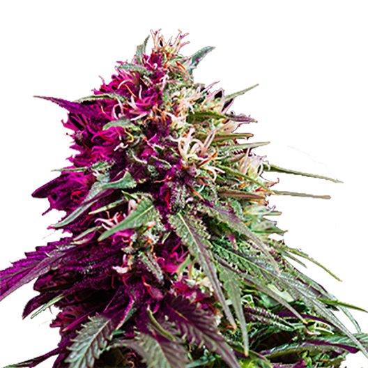 Glass Apple Feminized