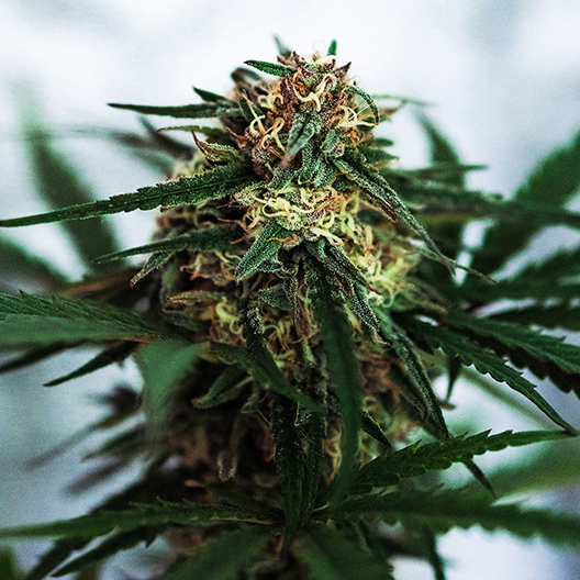 Green Cheese Auto