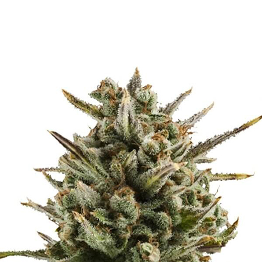 Hercules Feminized