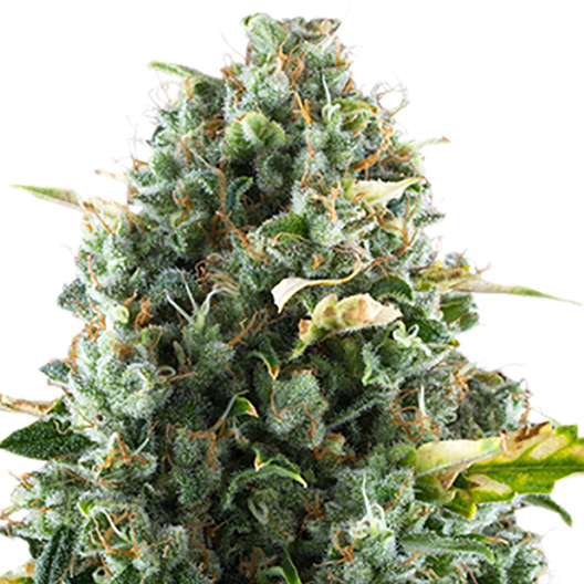 Mint Chocolate Chip Auto