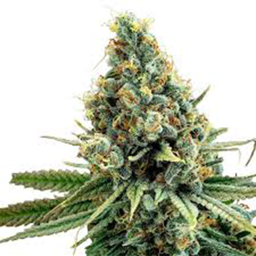 Snow Diesel Feminized