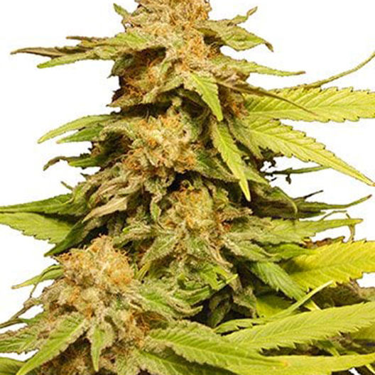 Amethyst Feminized