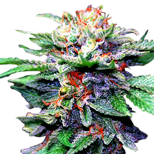 Blue Galaxy Auto