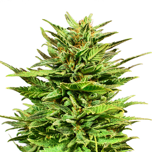 Ape Shit Feminized