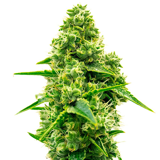 Green Avenger Feminized
