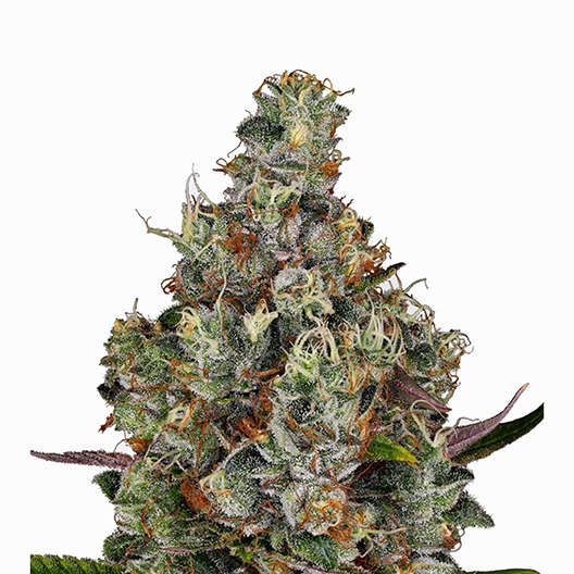 Cowboy Kush Feminized