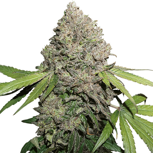 Pop Rox Auto