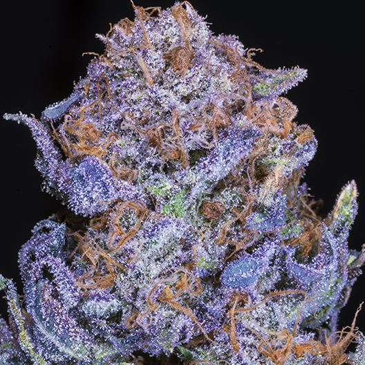 Lethal Purple Auto