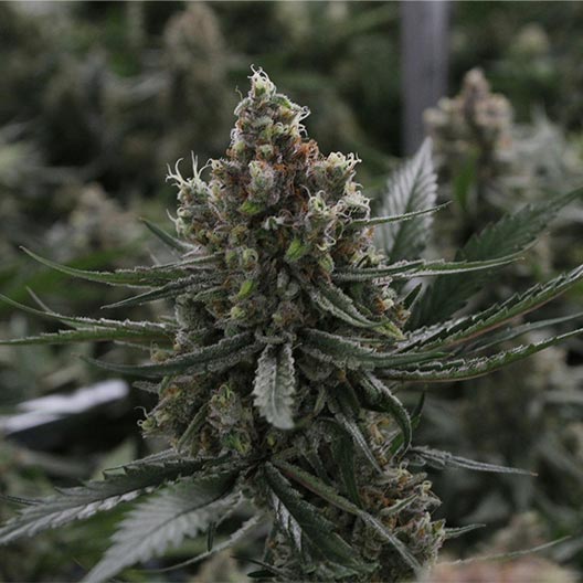 Blue Jay Way CBD Feminized