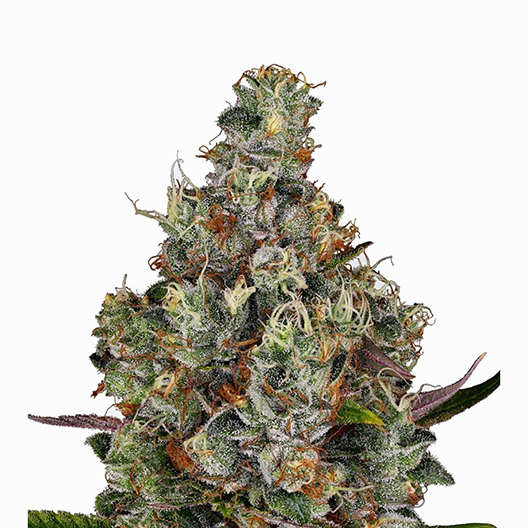 King Louis XIII Auto
