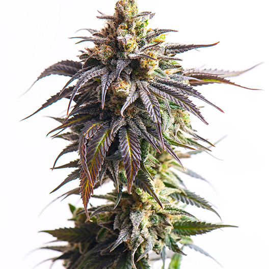 Afgooey Auto