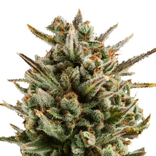Chocolate Chunk Auto