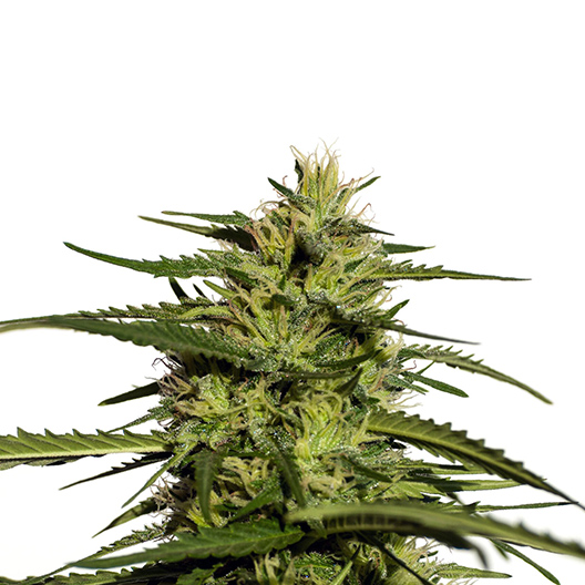 DJ Short Blueberry Auto