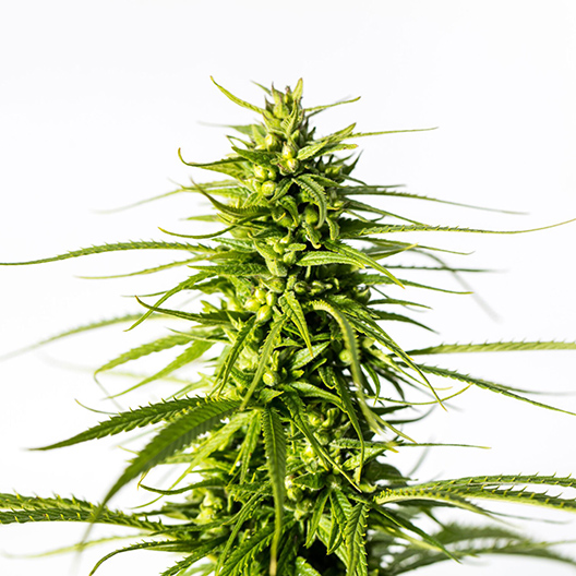 Platinum Bubba Kush Feminized