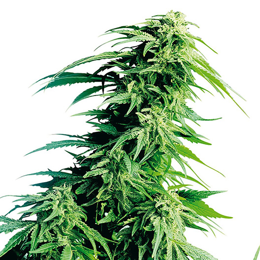 Blue Mystic Feminized