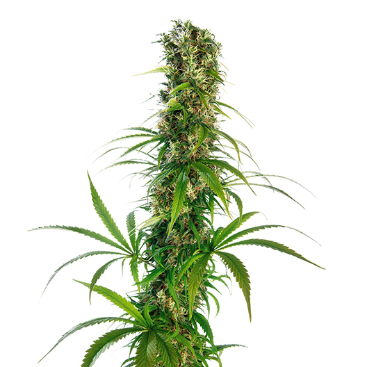 God Bud Auto