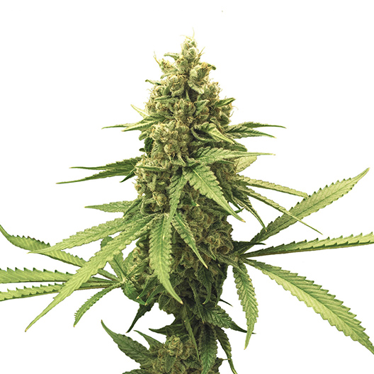 Godfather OG Auto