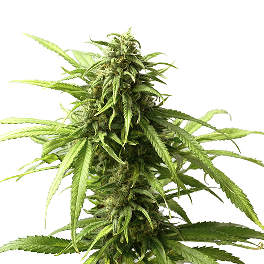 Papaya Auto