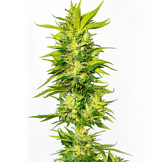 Pitbull Feminized