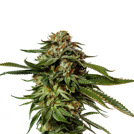 Watermelon Feminized