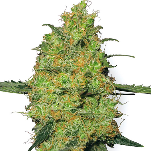Abusive OG Auto