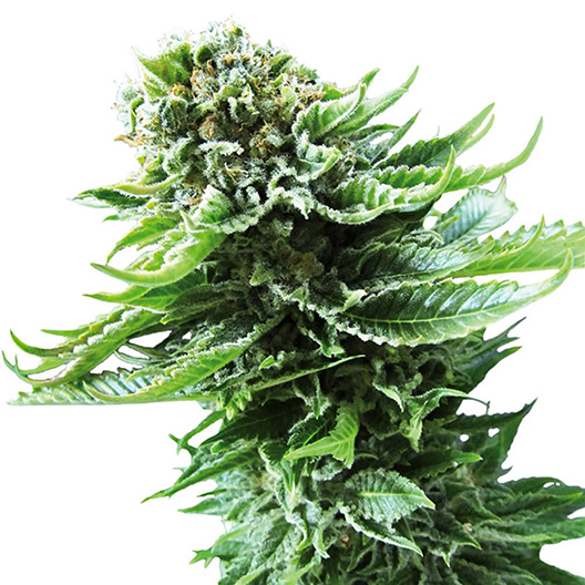 Mendo Breath Auto