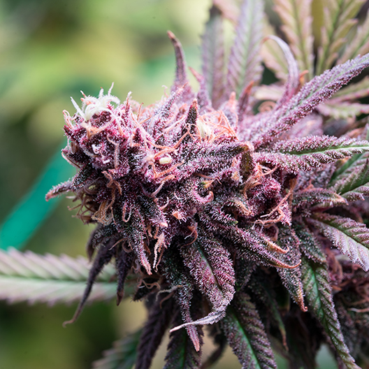 Purple Chemdawg Feminized