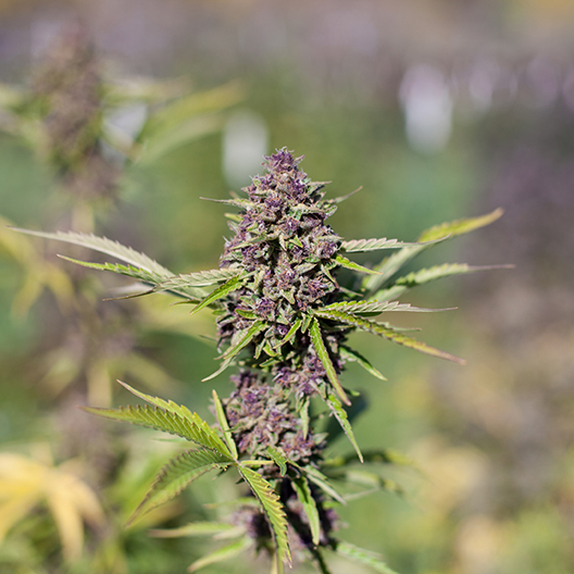 Purple Dragon Feminized