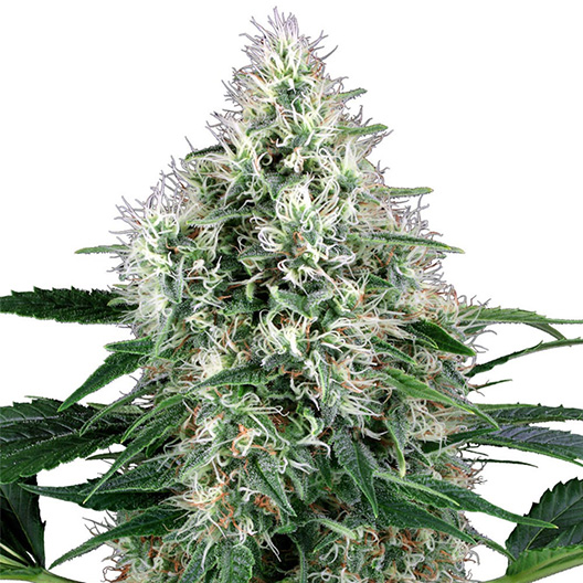 Godberry Auto