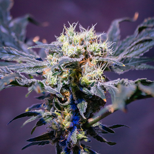 Deep Purple Feminized