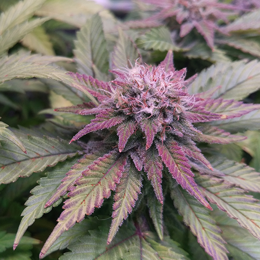 Purple Afghani Feminized