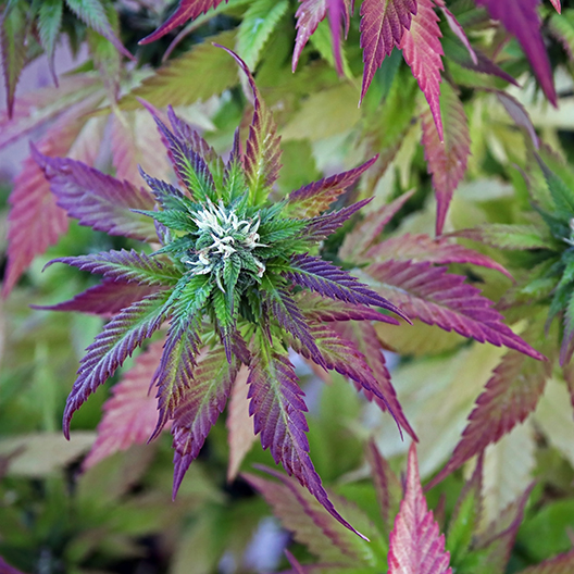 Purple Berry Feminized