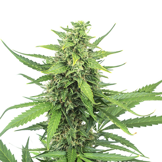 Shark Shock Auto