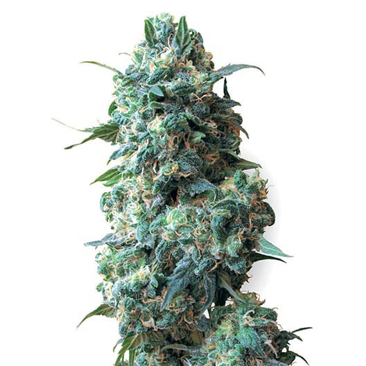 Blueberry Skunk Feminized