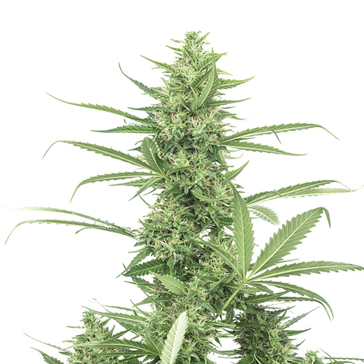 8 Ball Kush Feminized