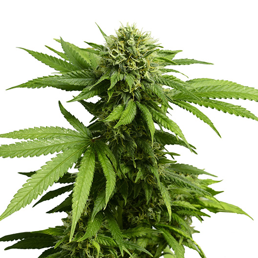 Blue Power Feminized