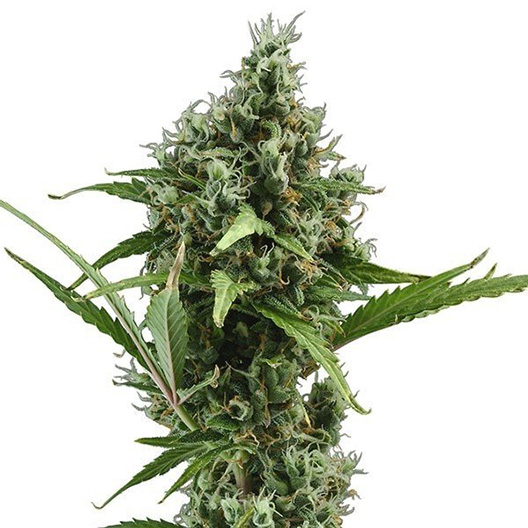 Maple Leaf Feminized