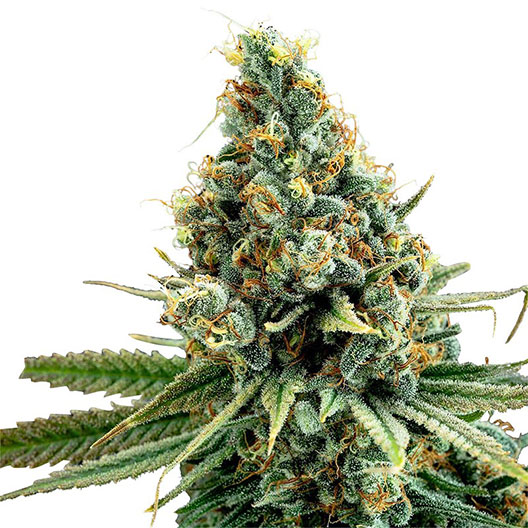 Satellite OG Auto
