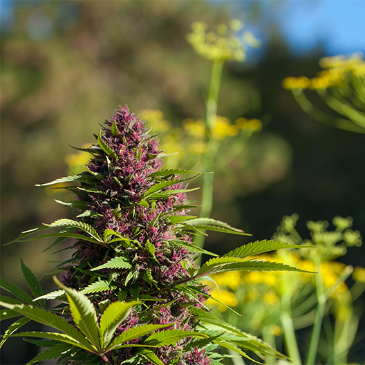 Hawaiian Purple Kush Feminized