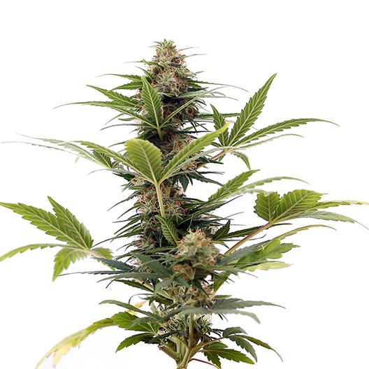 Ace Killer OG Auto