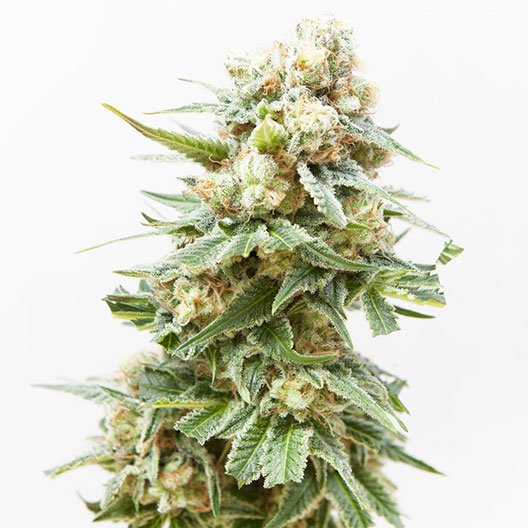 Gigabud Feminized