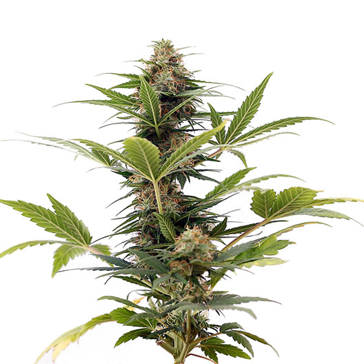 South Indian Indica Feminized